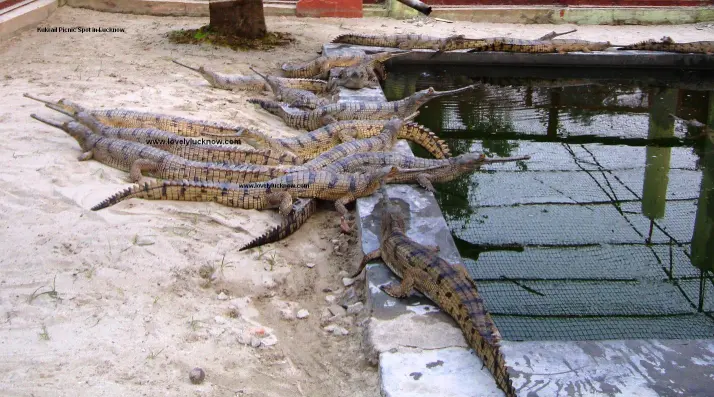 Kukrail Crocodile Breeding Centre
