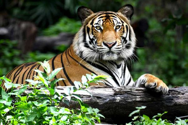 Rajaji Tiger reserve