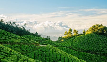 Explore Munnar's Tea Estates