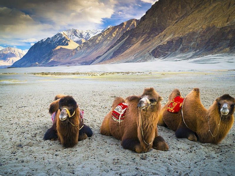 ladakh camel