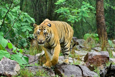 Bengal Tigers
