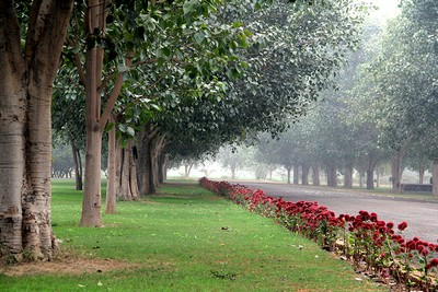Bodhi Tree Park