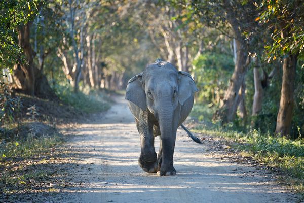 Elephant walks down the road