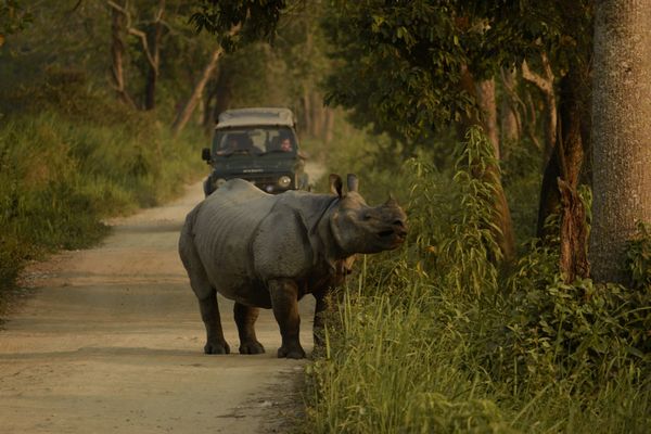 Rhino blocked road of safari vehicle