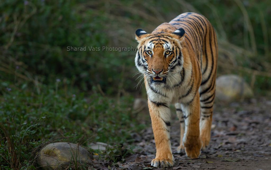 Walking Tiger In Corbett