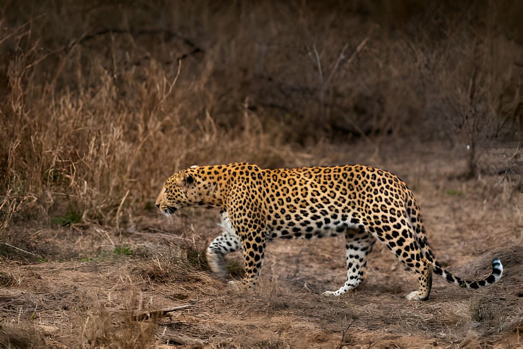 kanha natioanl park leopard